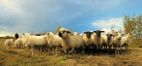 landscape-nature-animals-dutch-97317.jpg