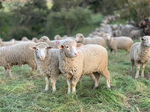 Sheep-Farm